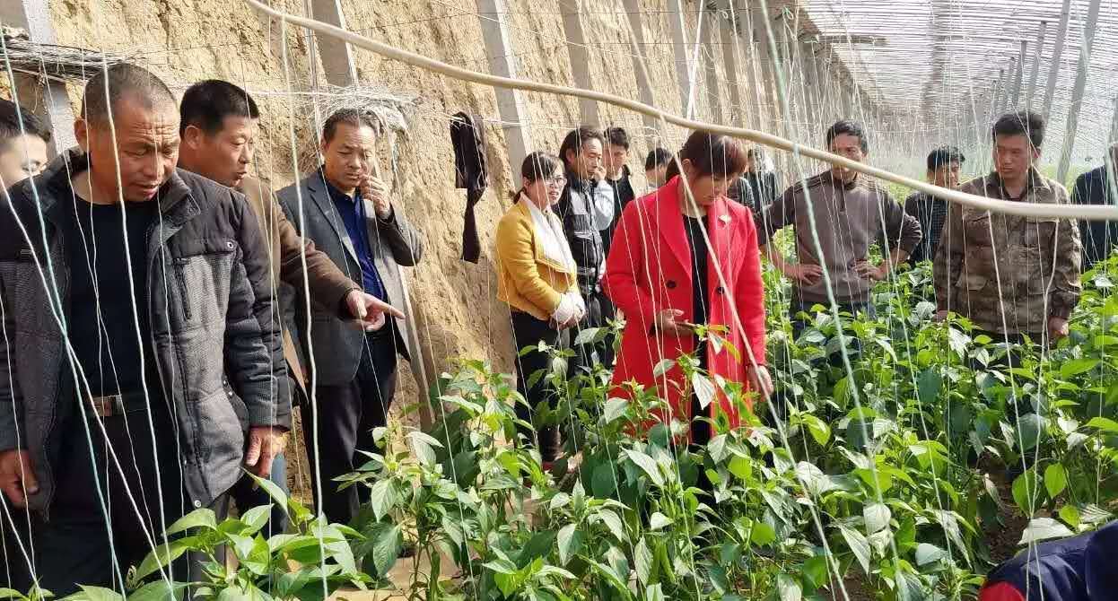 銀田農(nóng)貿(mào)集團組織扶貧大棚農(nóng)戶赴壽光參觀學習
