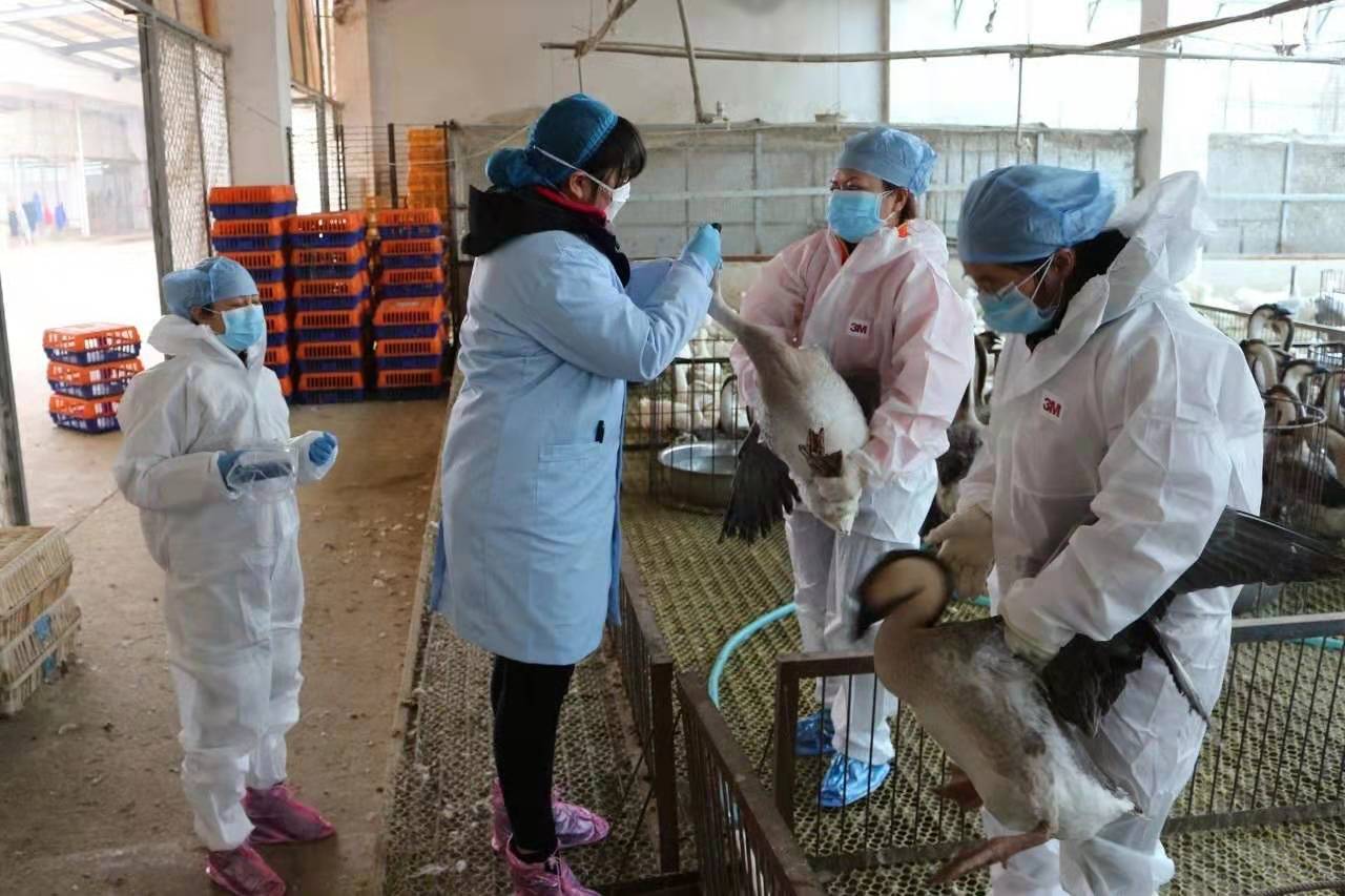 貴州省動物疫病防控中心對黔東南銀田農(nóng)產(chǎn)品物流園開展春季禽流感...